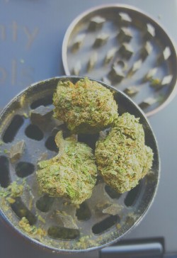 thehighbuddha420:  Buds