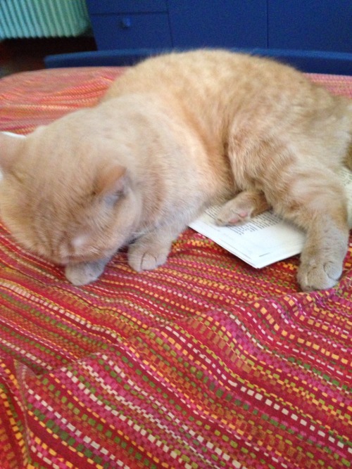 now he is bathing on my greek texts what’s with them and these poor greek texts