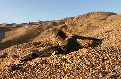 whiny-sugar-glider:  BBC Earth - Africa More gifs of animals. 