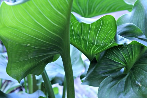 bella-dower:  Leaves of lilies. 30/6/13