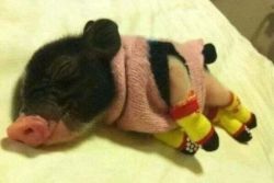 awwww-cute:  This little piggy stays warm