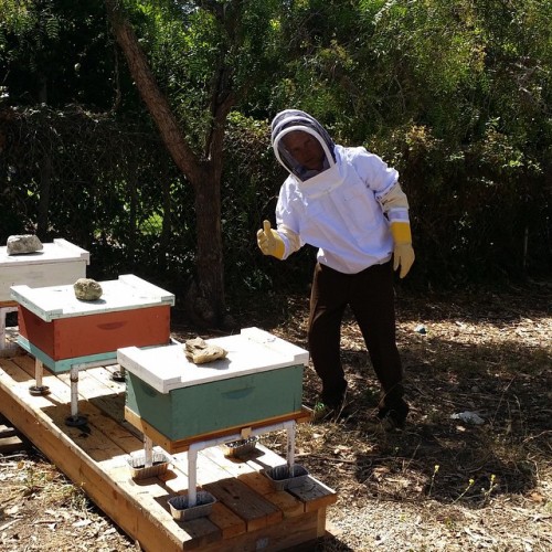 jasonfnsaint:Flea’s Got Bees[August 16th, 2015]Honeybee colonies in the United States are currently 