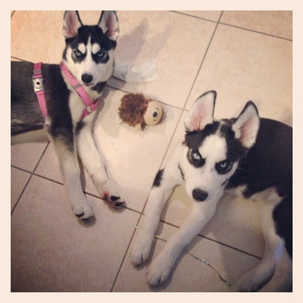 huskyhuddle:  The Wonder Twins, the first year as requested by anon :)Unfortunately