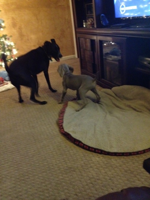 Parker is such a giant ball of energy and uncoordinated puppy cute. He and Boomer are playing really