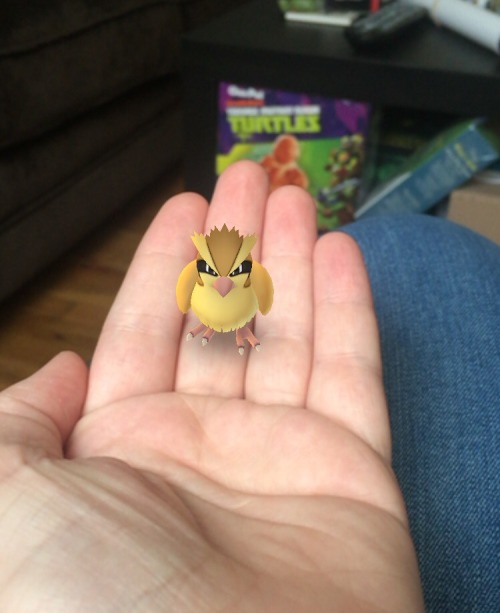 littlewolfprincess: pepperandpals: A virtual birb and a real birb @nokorranolife