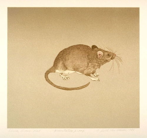 carpentrix:  There were mice in the place I used to live. They ate the poison in the basement and did weird things like walk on their toes into the walls before they died in the filth below the fridge. Sometimes they didn’t eat the poison and wandered