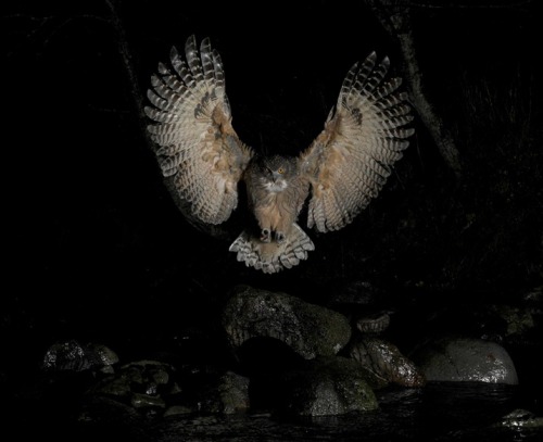 Porn photo Night hunter (Blakiston’s Fish Owl, native