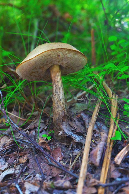 boletes