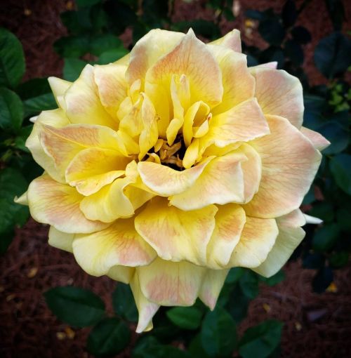 Soar. #rose #flora #garden #roses #flowersinurbia #flowers #floral #fleur #fleuriste #fleuris #natur