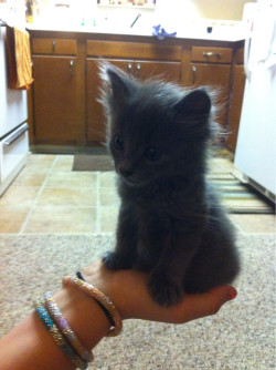 awwww-cute:  My friend’s new kitten, Black