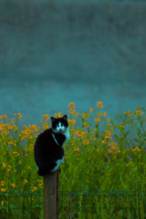 mostlycatsmostly:Ghato I (by Nes de Rejua)