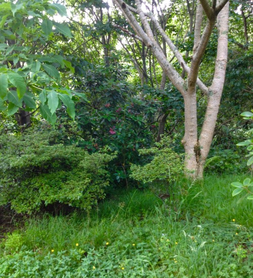 florahfawn:  Today’s walk was nice 