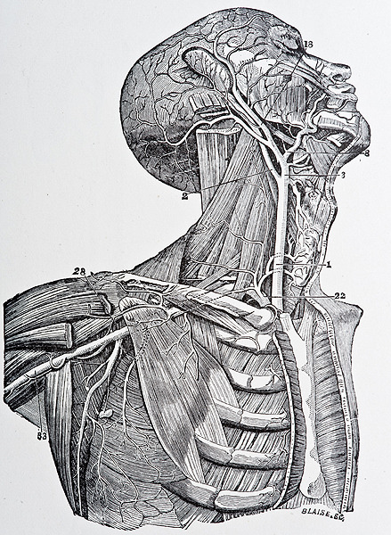 Illustrations from Gray’s Anatomy