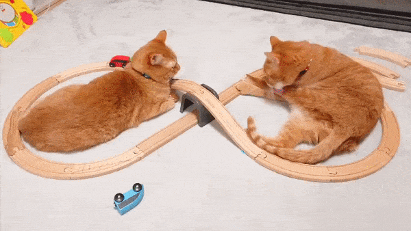 cuteanimals-only:  zen infinity cats