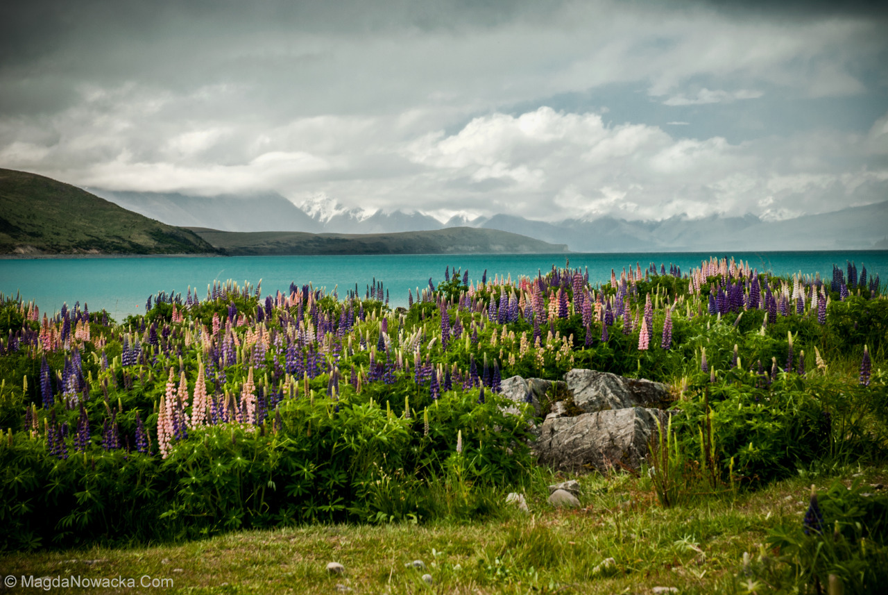 Lake Tekapo, New Zealand.