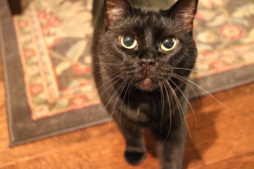 eupheryce:i bought a DSLR just so i could take high res pics of my pets