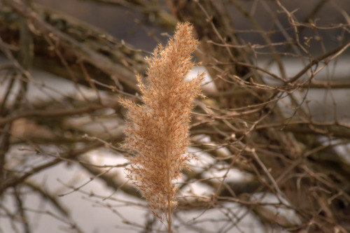 Always able to find beauty in the dead of winter! My goal is to find the beauty in my least favorite