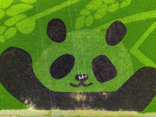 Giant Pandas Have Grown In The Rice Fields! In Chengdu, Sichuan Province, Colorful Rice Plants Have Been