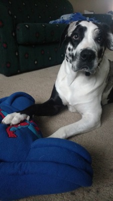 i think my dog might be a big fan of spideys(squishyace)i’m a big fan of your dog