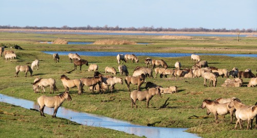 I can’t capture all of them in one shot, but this herd is mighty!