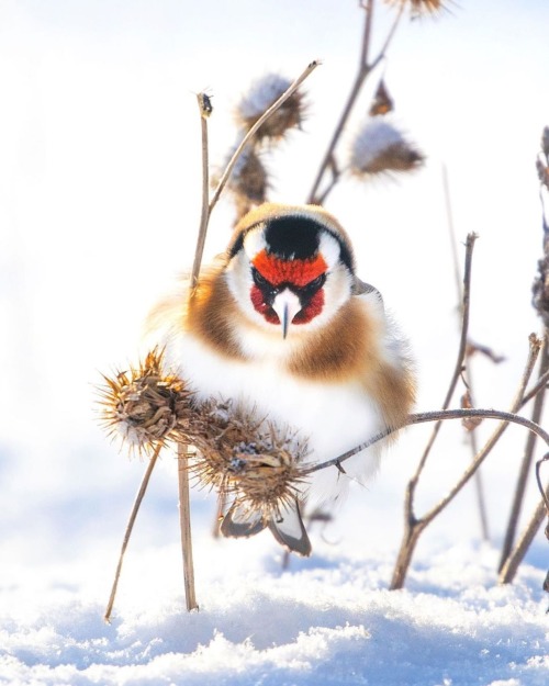  Angry or just hungry? Species: European goldfinch , Ossi Saarinen