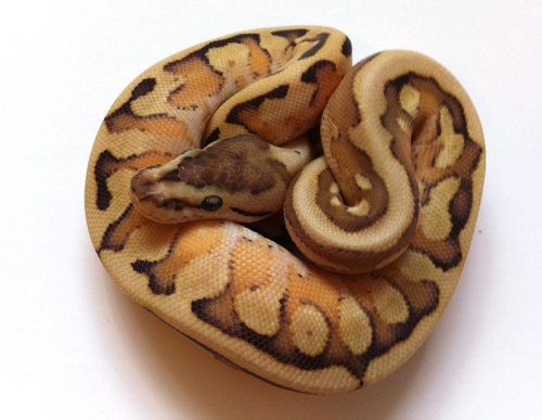 snakesneakers: Orion Morph Comprised of Granite, Hidden Gene Woma, Specter, and Yellow Belly. First 