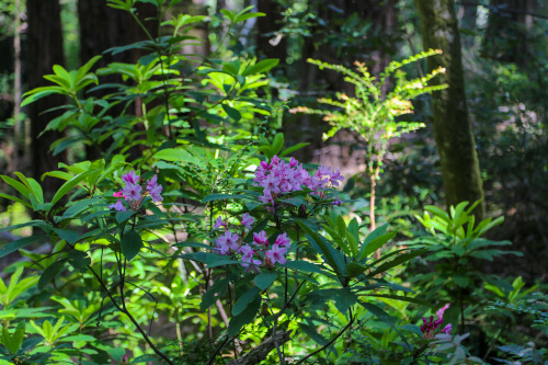 steepravine: Rhododendron Trees Flowering In Redwood Forest I hiked in this magical park for the fir