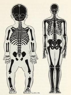 glumshoe: nemfrog: A baby and an adult compared as if they were the same size.  Using Modern Science. 1951.   Thanks! I hate it. 