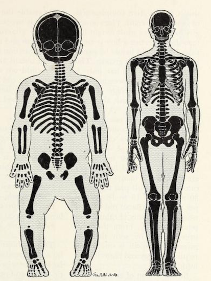 nemfrog:A baby and an adult compared as if they were the same size.  Using Modern Science. 1951