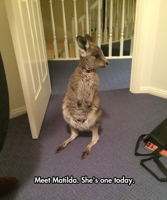 srsfunny:  Hoppy Birthdayhttp://srsfunny.tumblr.com/ 
