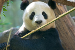 giantpandaphotos:  Bai Yun at the San Diego