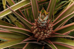 Pink Pineapple