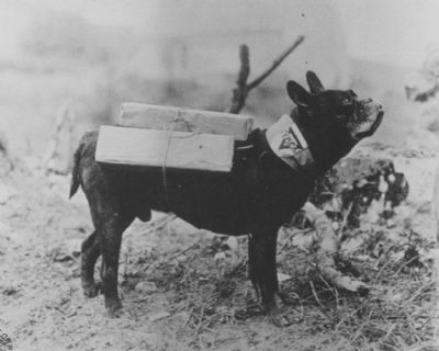 congenitaldisease:Mutt was a YMCA cigarette delivery dog during WWI. These dogs delivered cigarettes