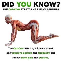 minkypinkypoo: sashacoki:    Did You Know?    Added to morning workout as my pre stretches 