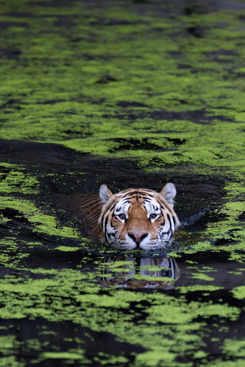 touchdisky: Swiming tiger by Henrik Vind (Website)  Jungle/tropical blog