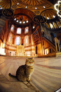 mmiummiu:  “A devout cat lives at a fourteen hundred year old museum Hagia Sophia in Turkey, guarding and preserving its religious and cultural history every single day. His name is Gli. He is a loyal feline that resides in the 1,475 year old museum.