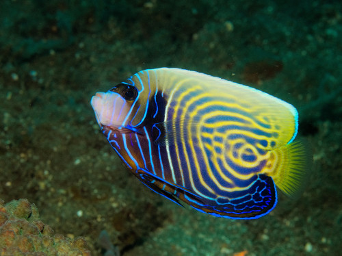 Pomacanthus imperator (emperor angelfish)