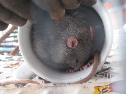 rat-rats:spidersanctuary:Some more rat silliness. Smokey being pretty, Smokey using a hammock in a d