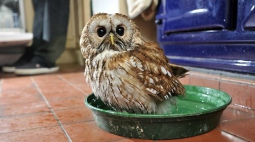 cumaeansibyl: thefingerfuckingfemalefury:  I NEED to reblog Helpful Indoor Owl Just look at this lit