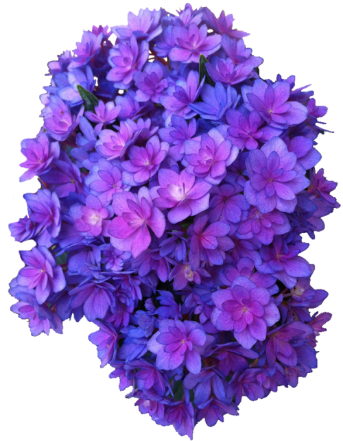 transparent-flowers:  Forever & Ever Hydrangea. Hydrangea macrophylla. 