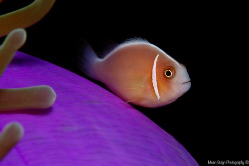 the only species of anemonfish/clownfish that feeds mainly on plankton…Pink Anemonefish (Amph