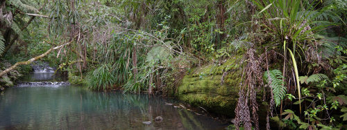 The Wainamu Stream is one of several waterways in the Waitakere Ranges that loggers used to transpor