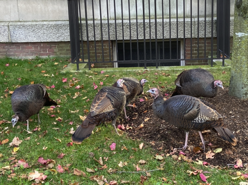 Local turkeys doing their thing.  I can’t even begin to explain how supremely unconcerned they are b