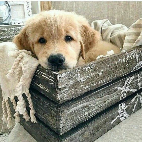 Puppies Make Me Happy