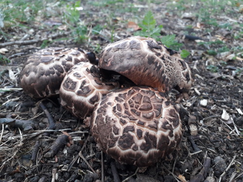 Alexandra Palace, London, UK, September 2020Medusa mushroom (Agaricus bohusii)I wasn’t at all sure w