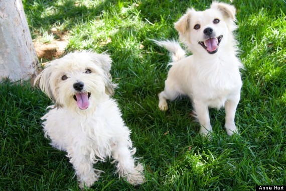 hippyjamfest:  huffingtonpost:  Inseparable Dog Besties Who Were Rescued Together