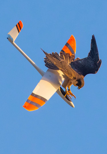 funnywildlife:This aggressive falcon in South Bay, Los Angeles, didn’t enjoy model plane enthusiasts