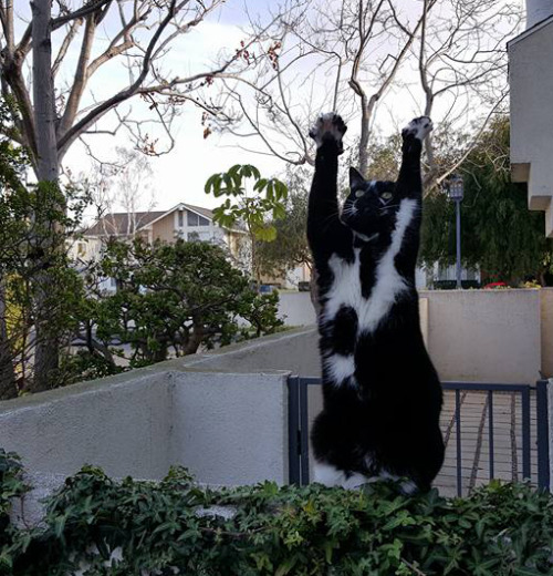 pleatedjeans:This cat is trying to tell us something [x]It’s so excited, almost like it’s trying to 
