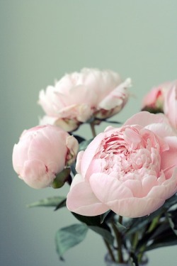 flowersgardenlove:  Peonies Beautiful gorgeous