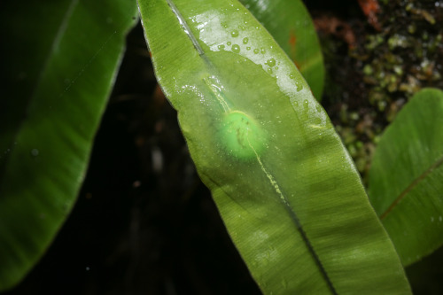 onenicebugperday:Puerto Rican semi-slug, Gaeotis flavolineata, Amphibulimidae Semi-slugs are land ga